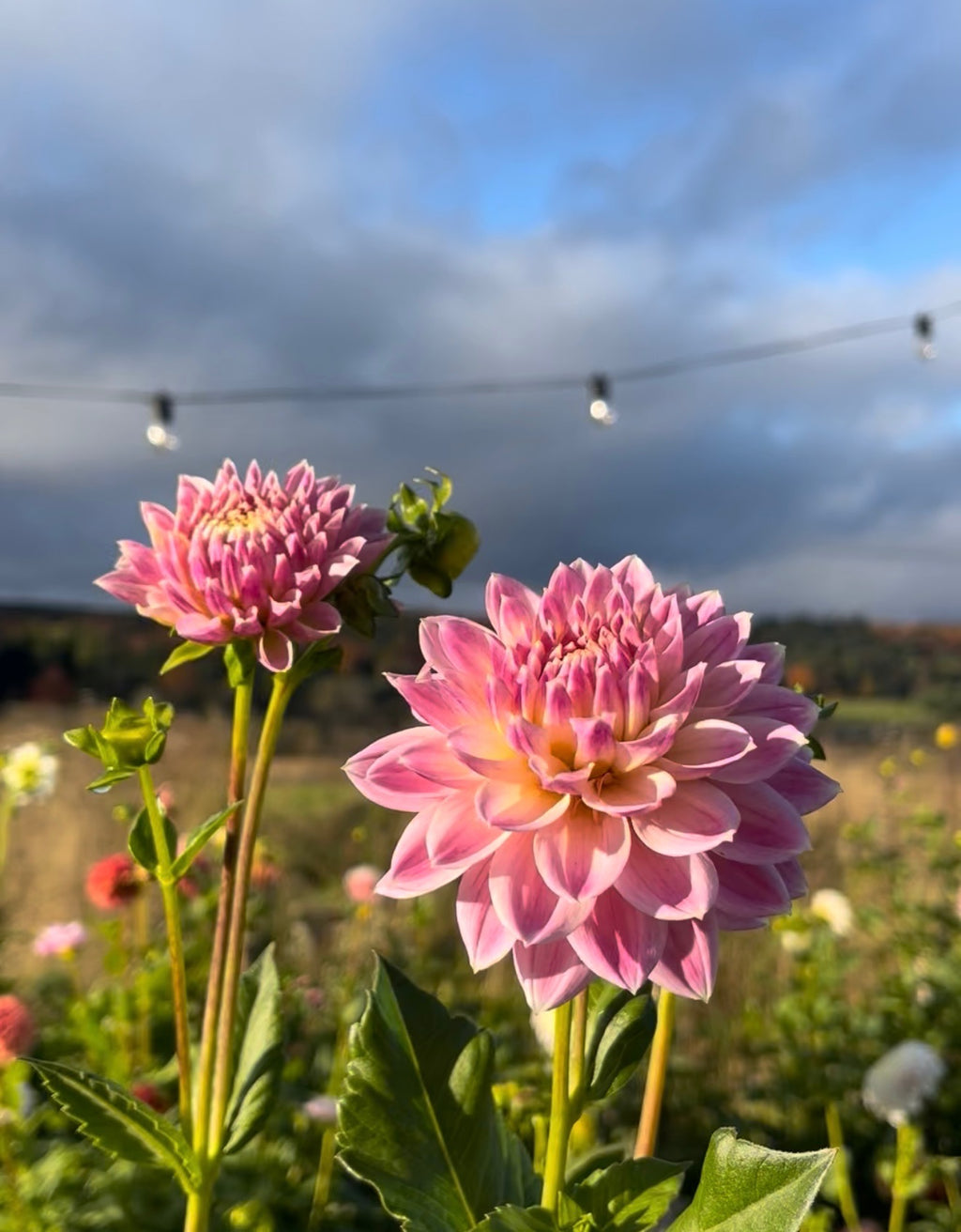 Miss Sarah (bulk 5 packs)
