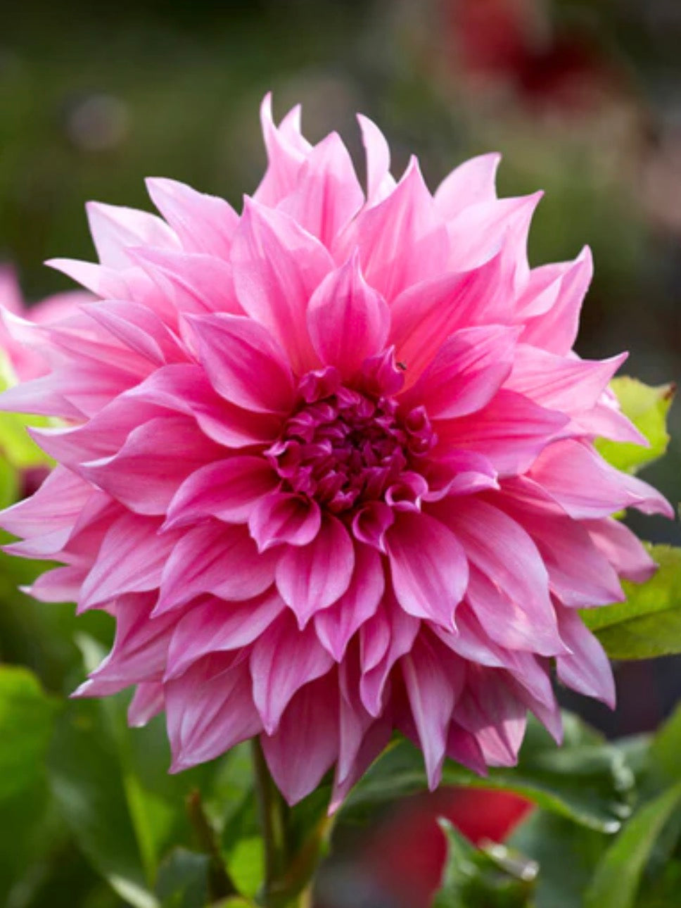 Cafe au Lait Rose