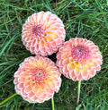 Clearview Peachy