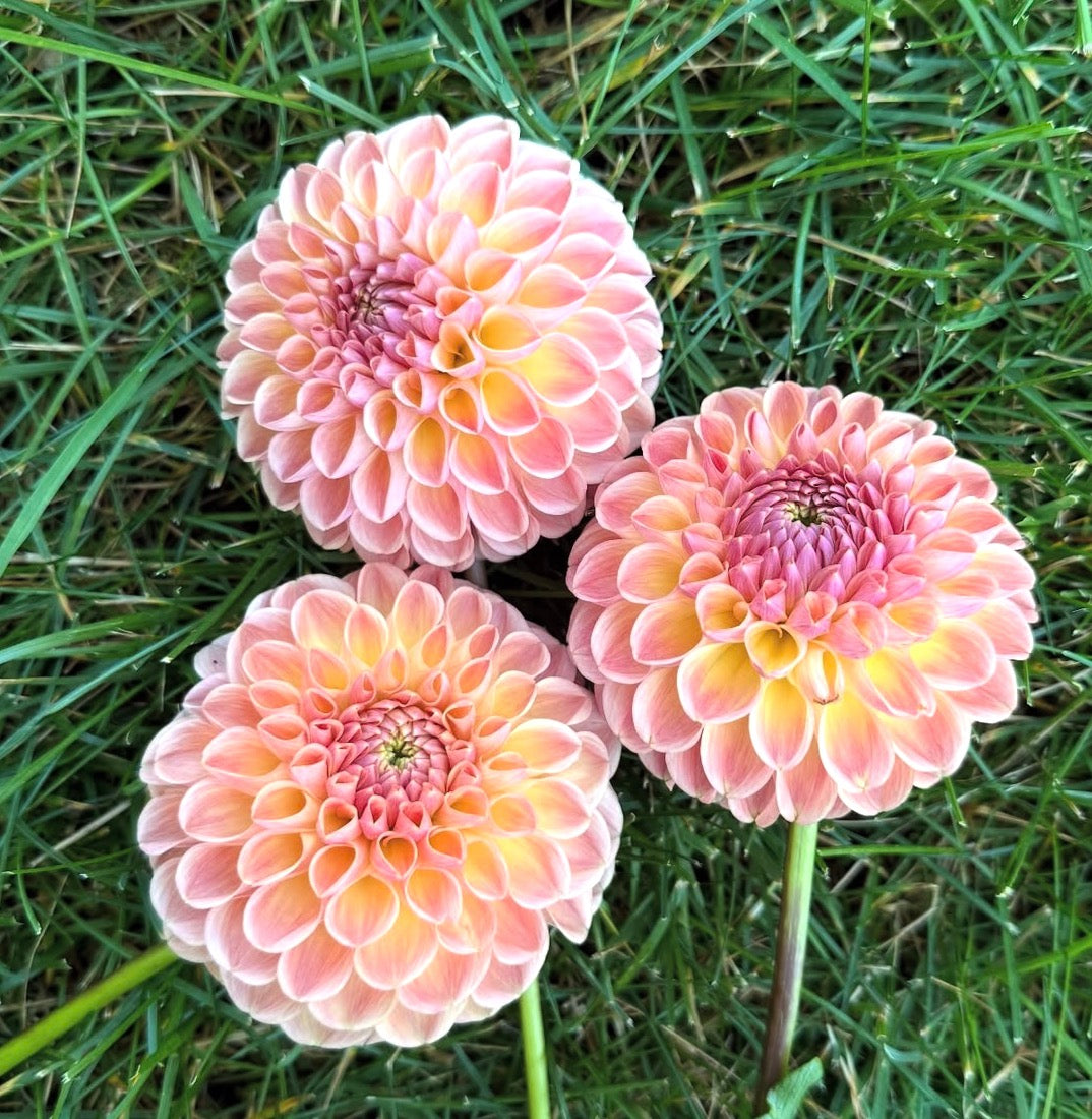 Clearview Peachy