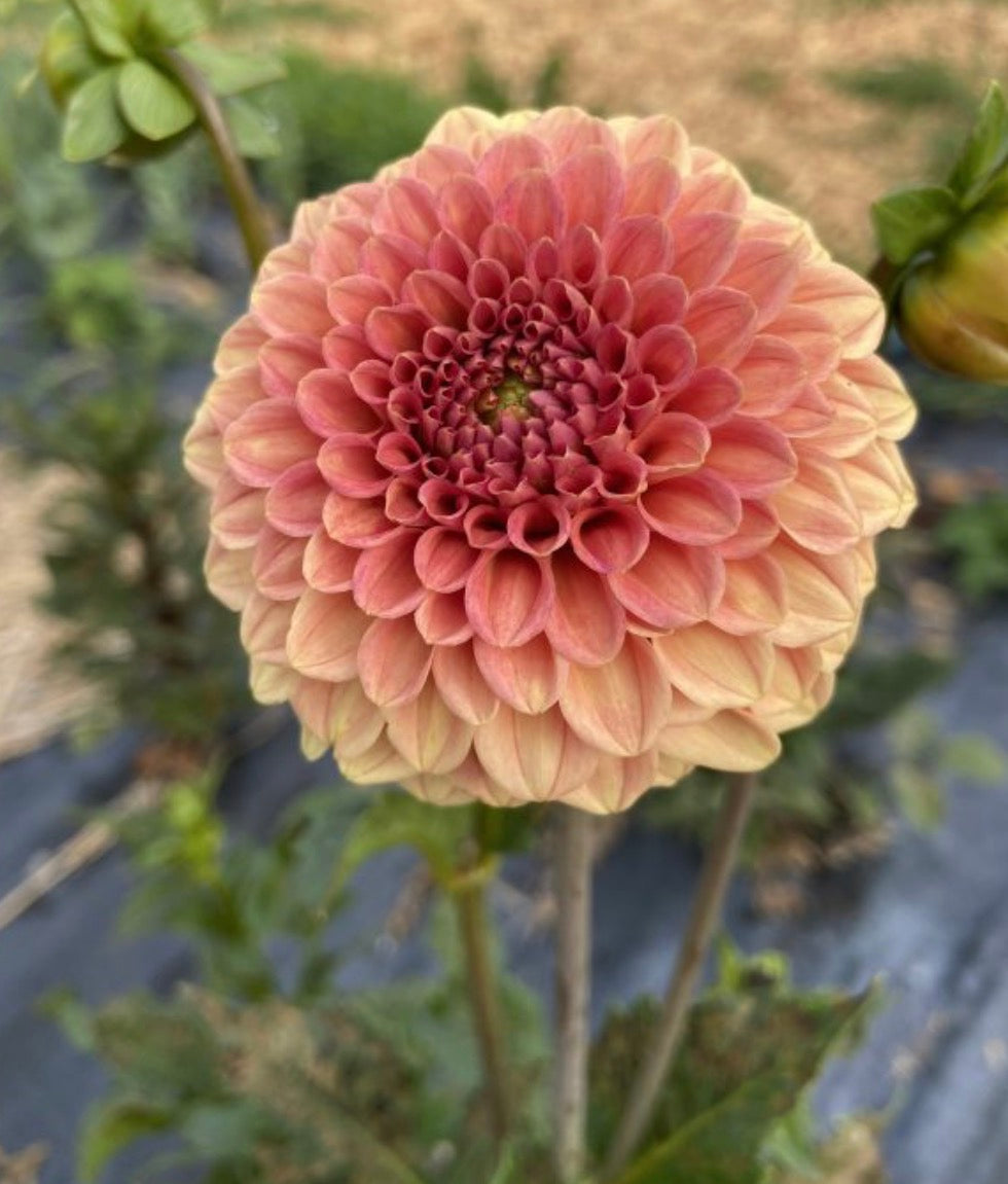 Rose Toscano