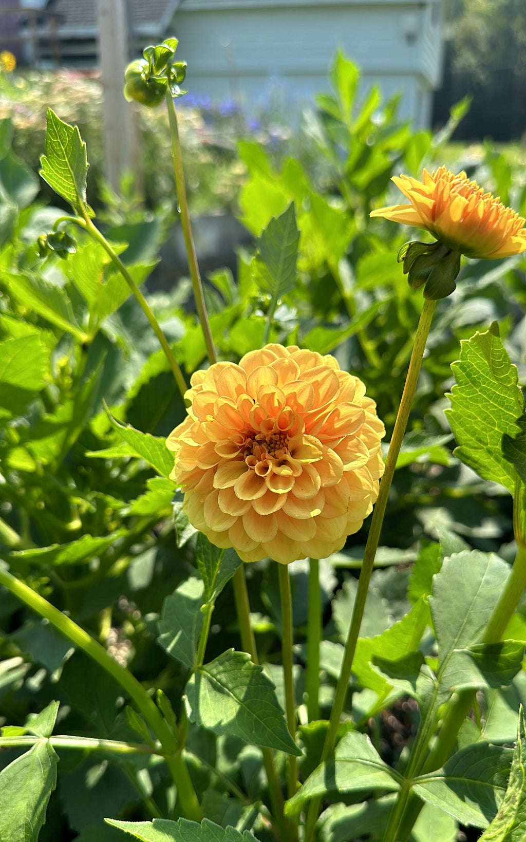 Golden Scepter