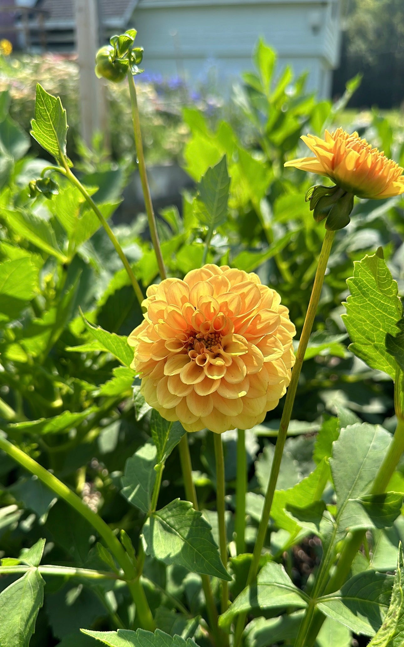 Golden Scepter
