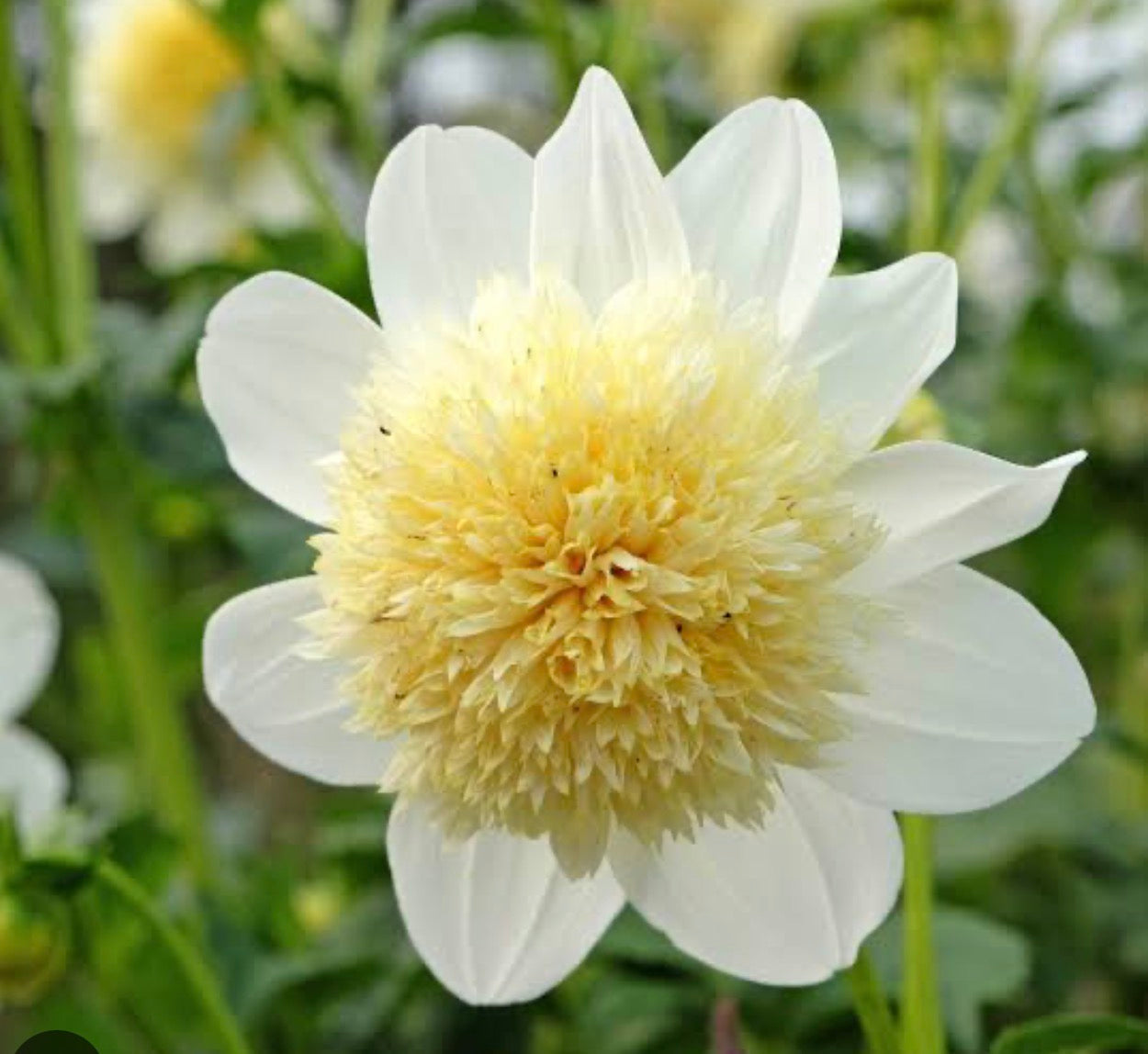 Platinum Blonde