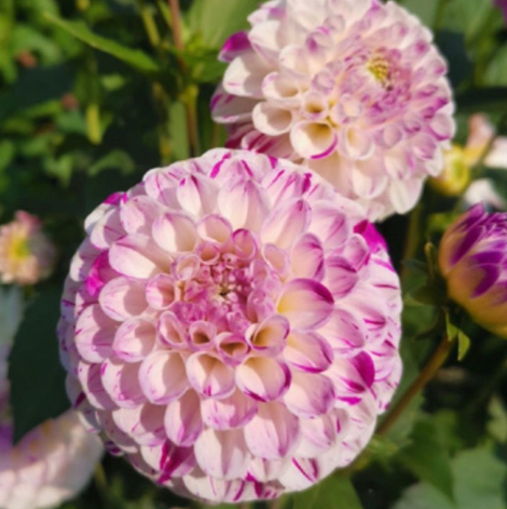 Ferncliff Tango