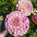 Ferncliff Tango
