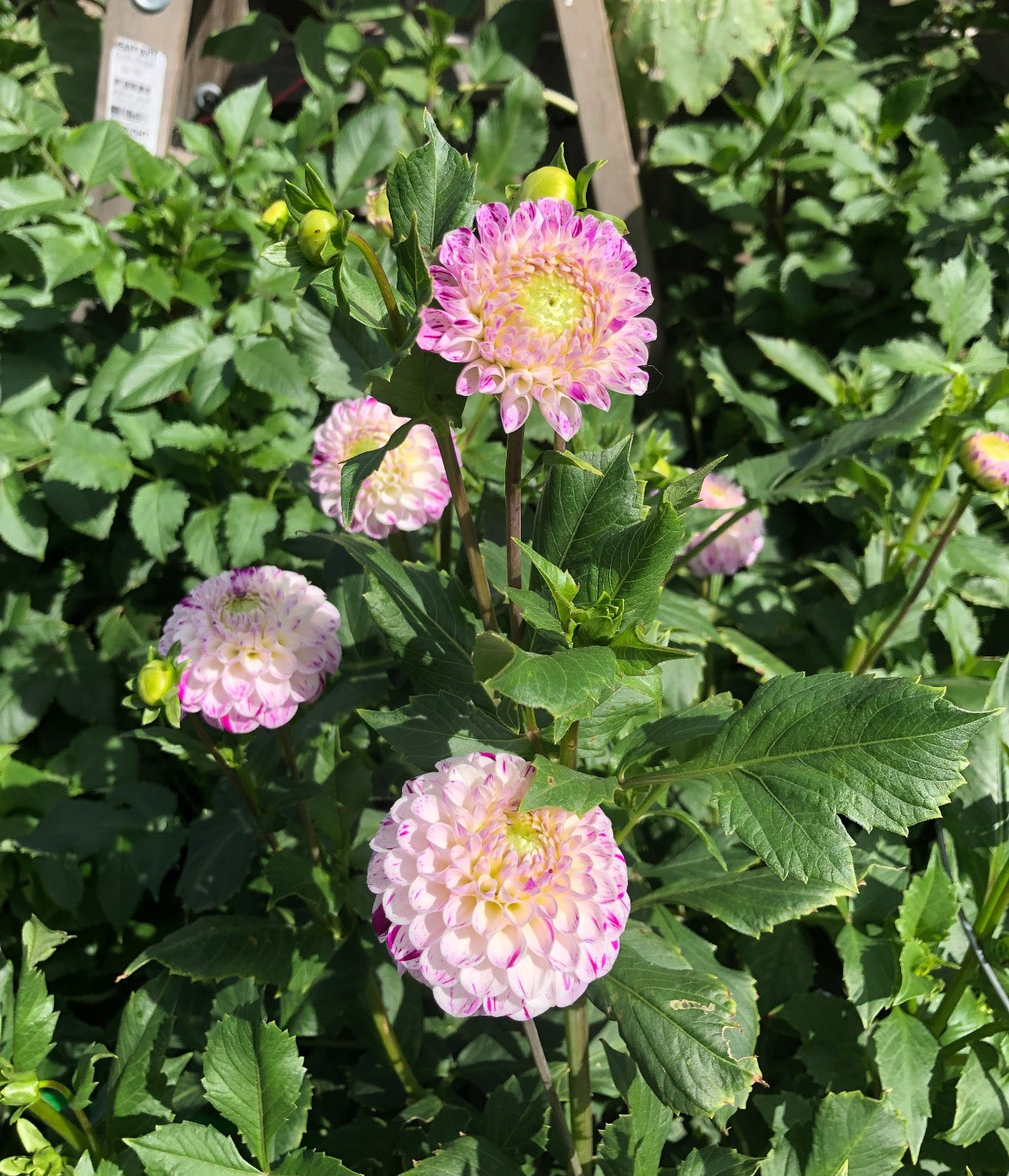 Ferncliff Tango