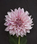 Cafe au lait Royal
