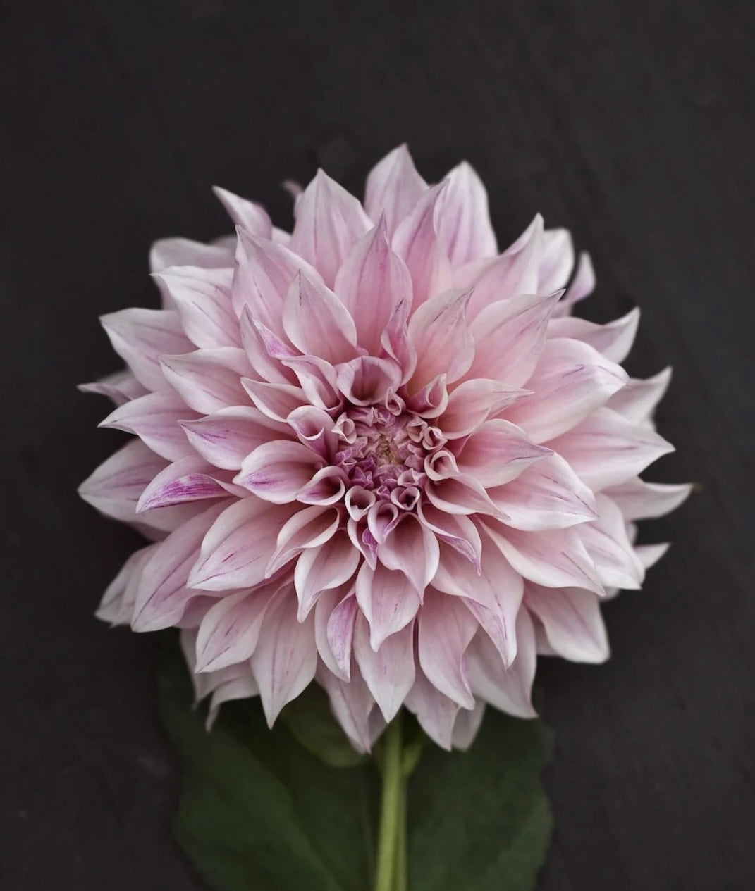 Cafe au lait Royal