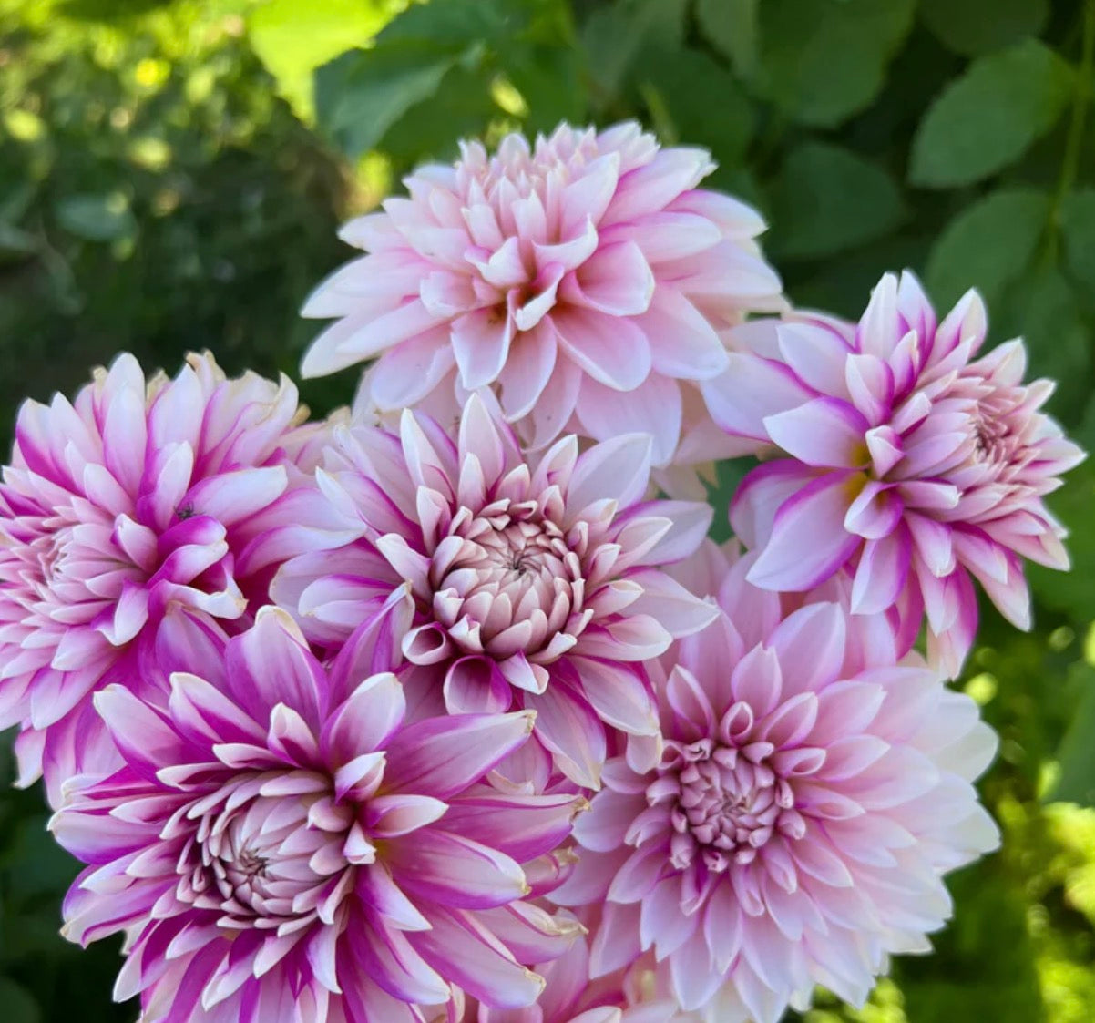 Budapest Blush