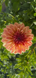 Ferncliff Copper