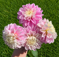 Fluffles