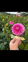 Pink Sylvia
