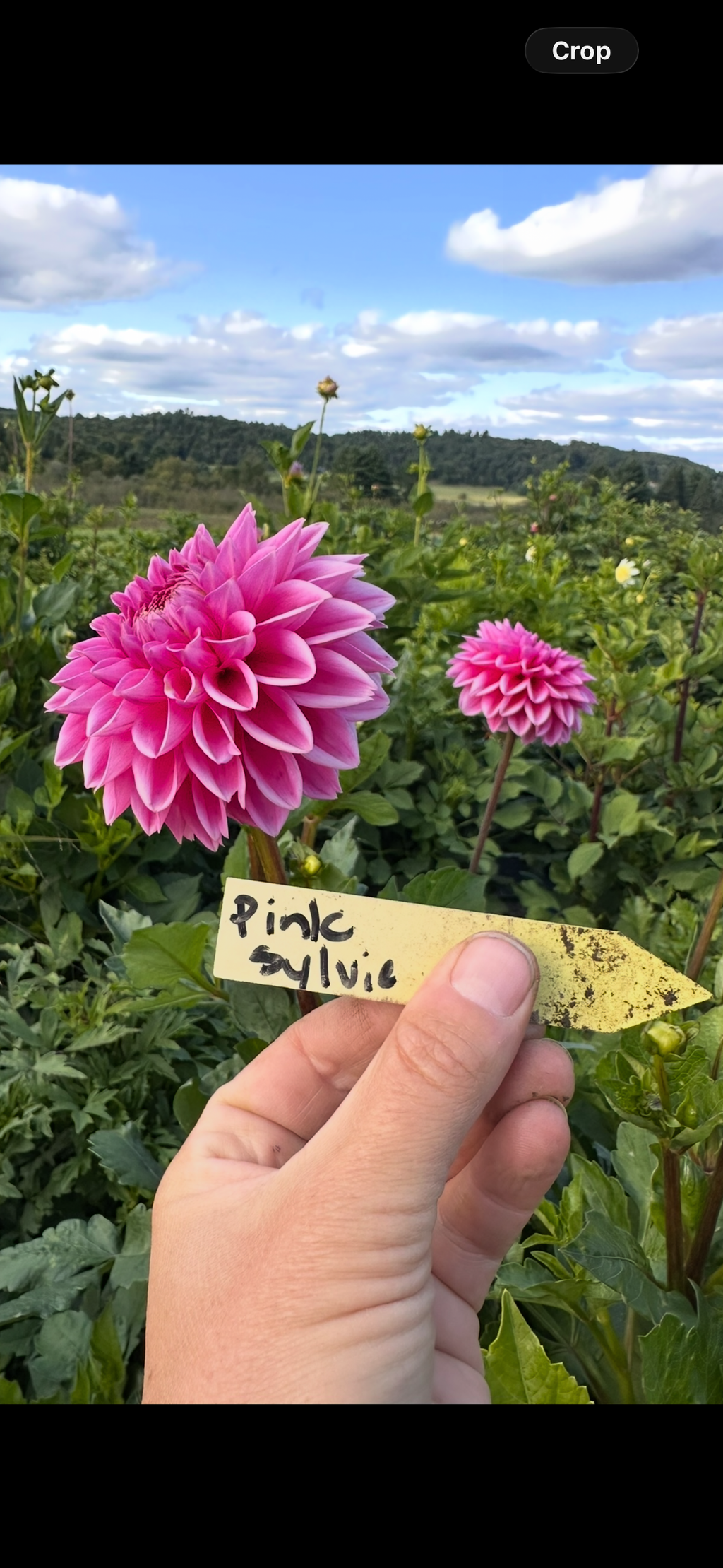 Pink Sylvia