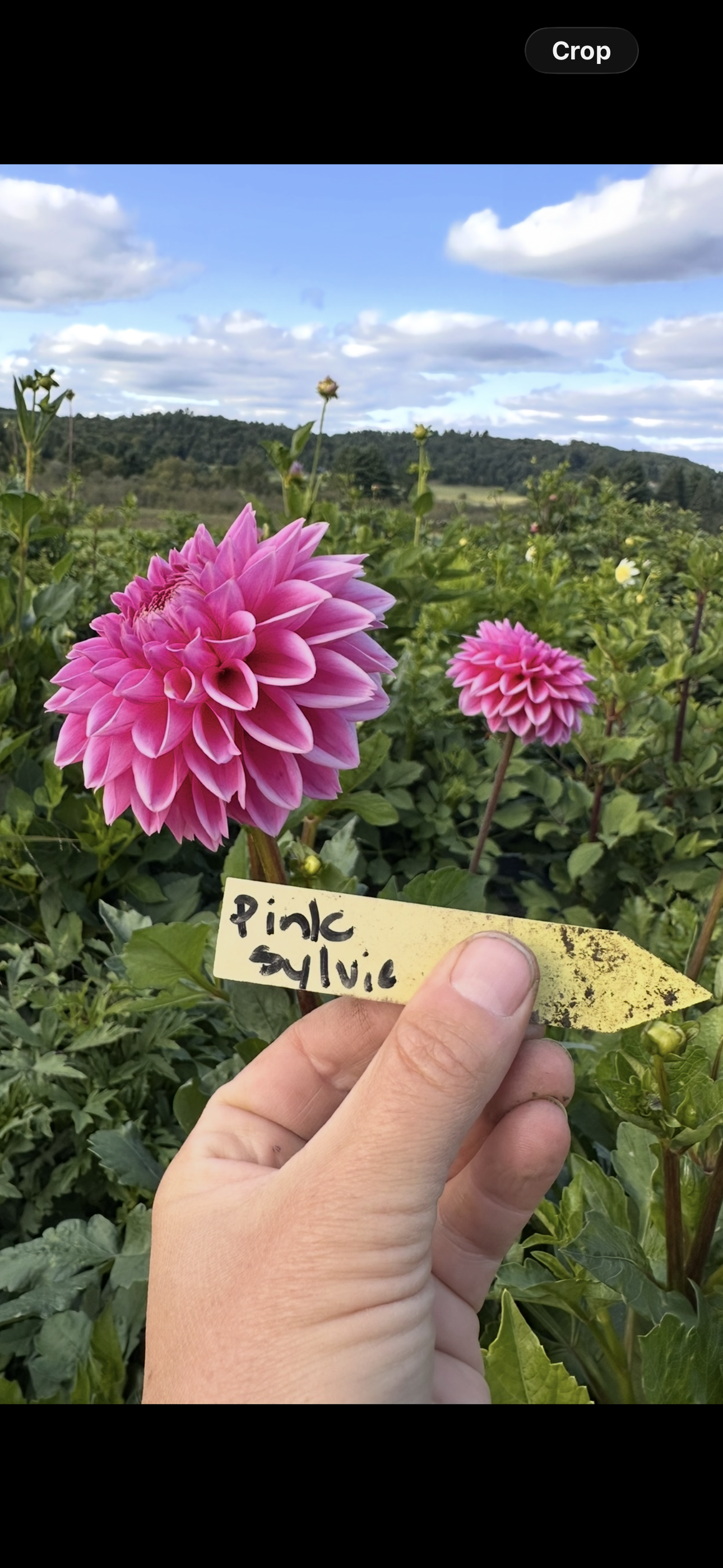 Pink Sylvia